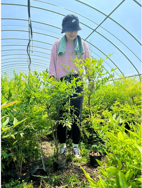 (농업창조) 남천나무 80cm ~ 1m (5주1묶음) 묘목 공기정화 식물 거실화분, 5개