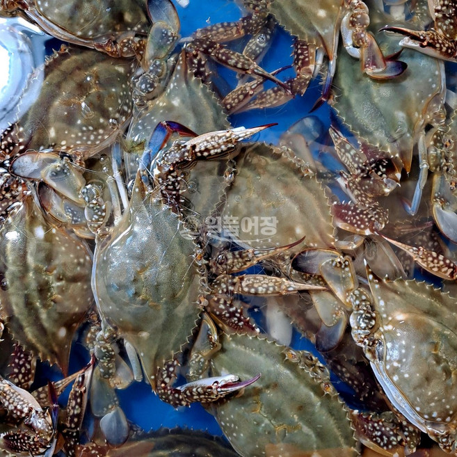 [당일조업] 일품어장 태안 신진도 산지직송 빙장 활 꽃게 생물 꽃게, 1개, 5kg(15미-25미내외)