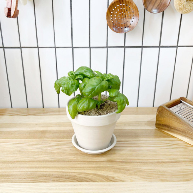 1+1 키친 허브 바질/천연 향신료 향기나는 식물 허브 키우기, H17.바질, H24.오레가노