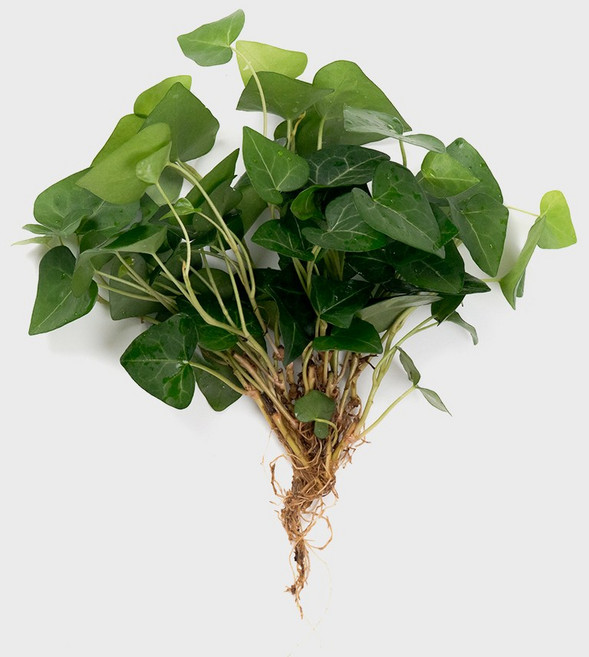 메이크정글 흙 없이 키우기 쉬운 수경재배 흙 세척 식물 모음, 하트아이비