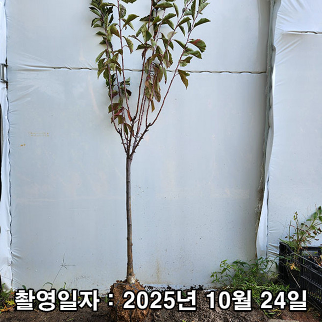 충주원예조경 / 자두나무 / 왕자두 / 3년생 / 결실주, 1개, 자두