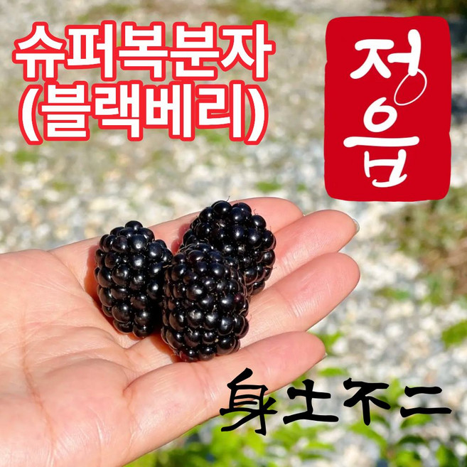더맛곳간 국산 슈퍼 복분자 열매 냉동 블랙베리 생과급냉 국내산, 1개, 10kg 상품