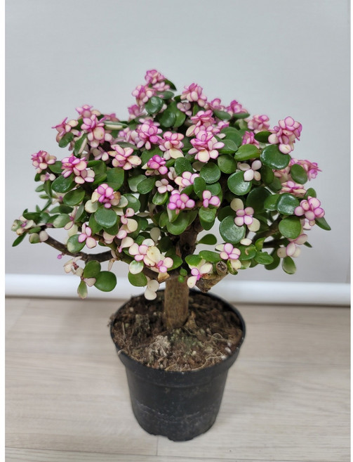 봄봄 사랑목 아악무, 1개