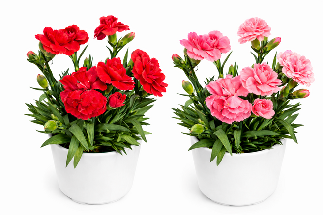 은비원화원 향카네이션 노지월동 어버이 선물 카네이션 모종 색렘덤 2개, 1개, 핑크.레드
