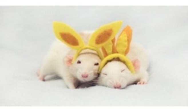 먹이용 냉동쥐 핑키 퍼지 하퍼 뱀 파충류먹이, 마우스 소사이즈, 1개