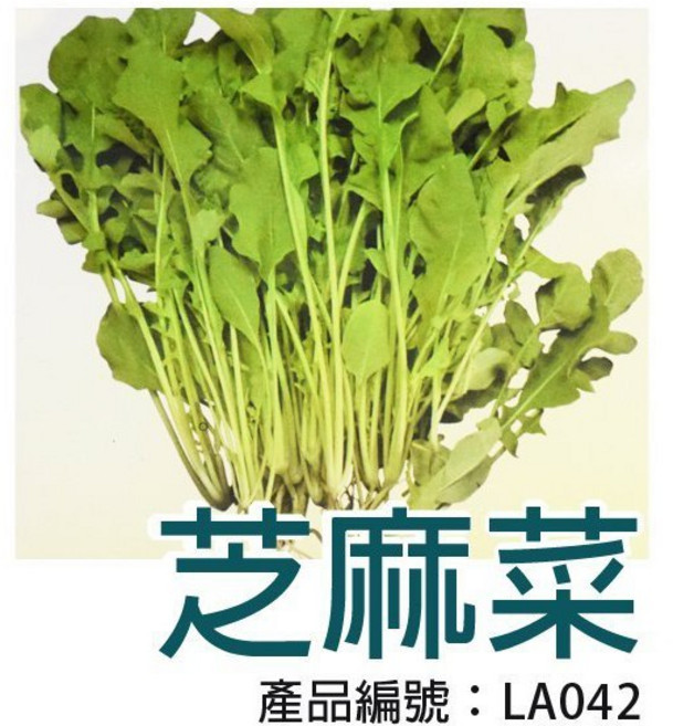 【醬米資材】DIY種子栽種 芝麻菜 - 家庭園藝盆栽組 輕鬆體驗種植樂趣, 1個