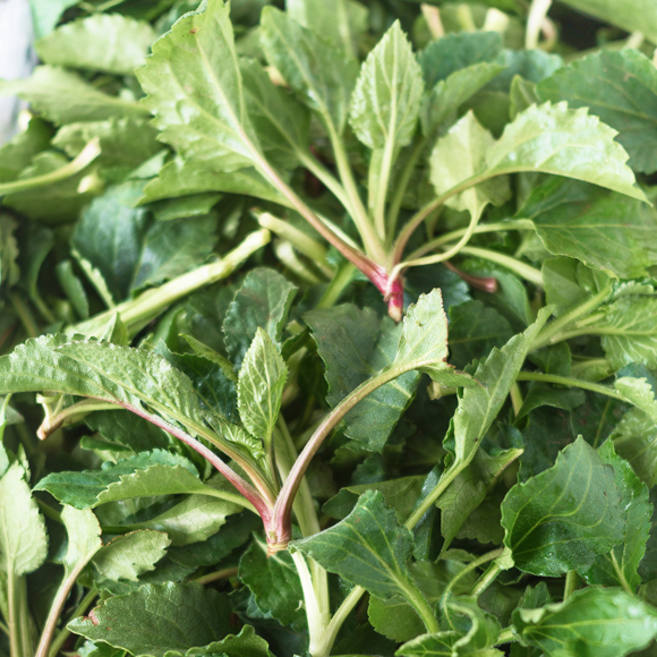 [가성비대축제] 산지직송 국산생취나물 매일수확 취나물, 1박스, 1kg