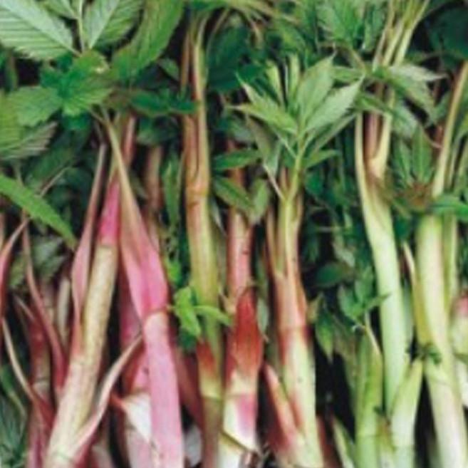 삼나물 눈개승마종자 눈개승마씨앗 삼나물식물재배 품종