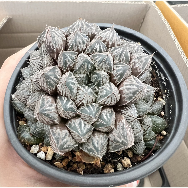 [러브피오니다육] 미러블 하월시아 다육 선인장 인테리어식물 홈가드닝 플랜테리아