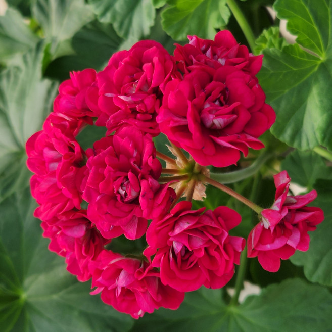 유담정원 로즈버드계열 유럽제라늄 3종 플럼램블러 화이트링 애플블로썸, 3개