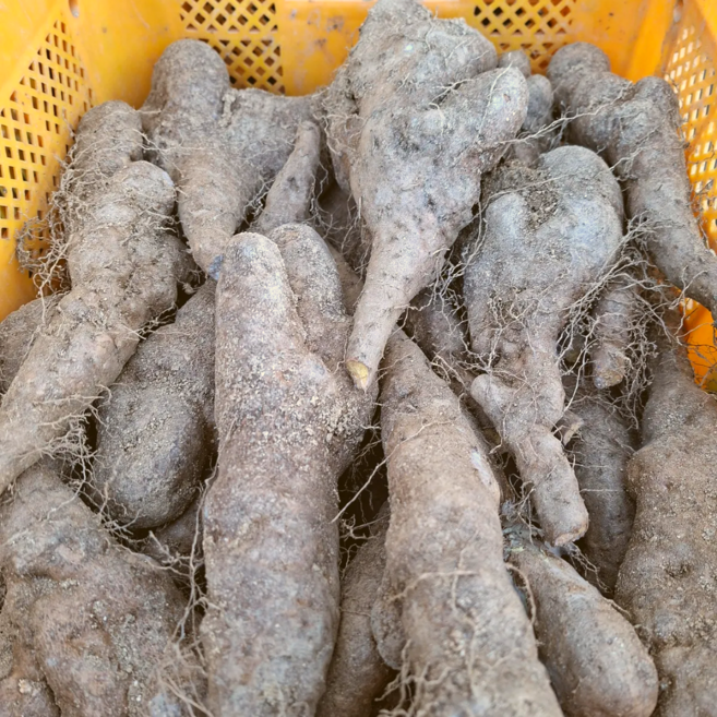 [초특가할인] 마 국내산 햇마 산약마 생마 참마 가정용, 1박스, 산약마 가정용 10kg