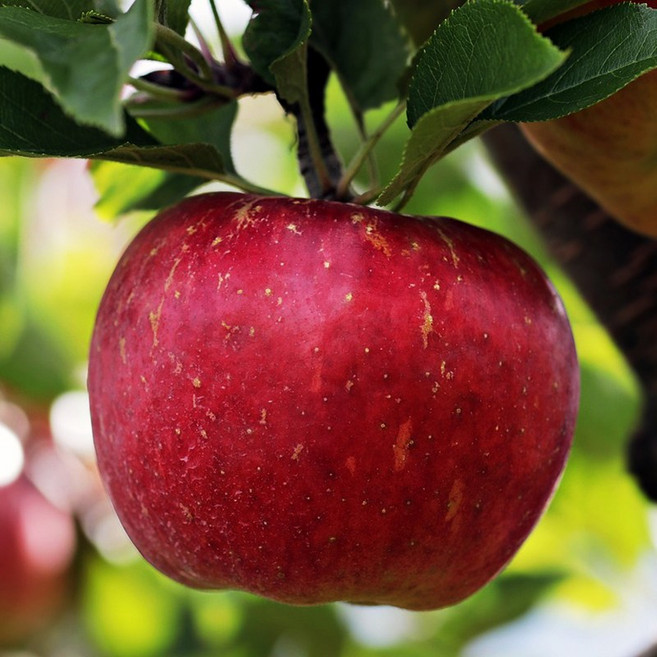 [재구매 끝판왕] 꿀 박힌 부사 아삭달콤 초고당도 경북 사과, 1개, 1kg소과