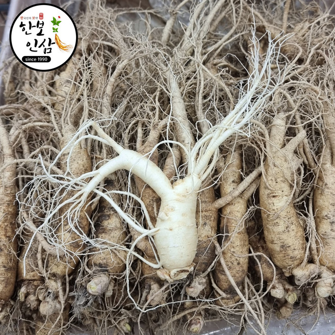 실속형 6년근 수삼 인삼 굵은 풍기인삼 홍삼다림용 세척 인삼 풍기인삼시장 한보인삼사, 500g, 1개