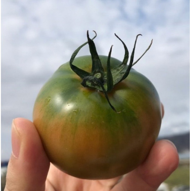 [대저농협] 산지직송 프리미엄 대저토마토 짭짤이 토마토, 1개, 로얄과 2.5kg