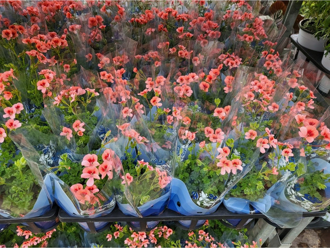 1+1 에이피팩토리 엔젤아이스 오렌지 랜디제라늄 소품 10-20cm 45, 1개