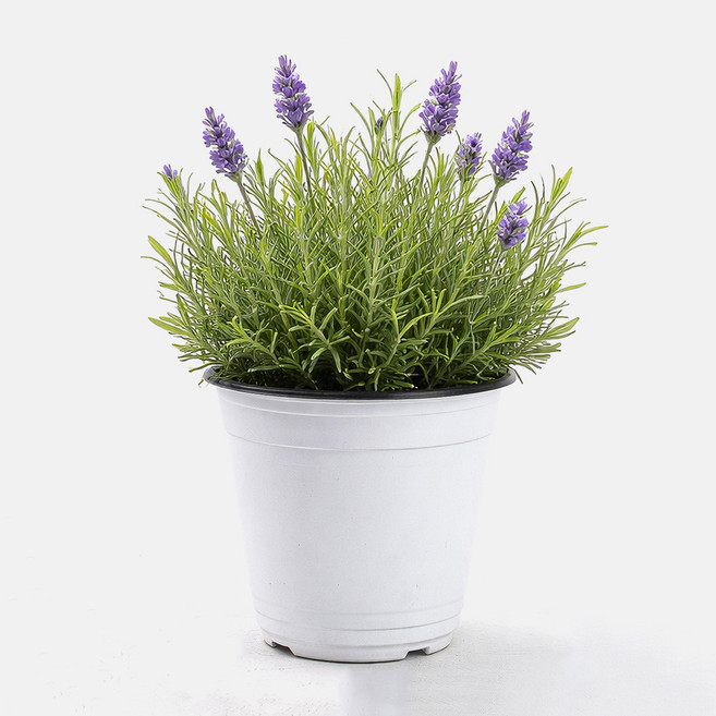 갑조네 라벤더(중품) 라벤다 공기정화식물, 1개