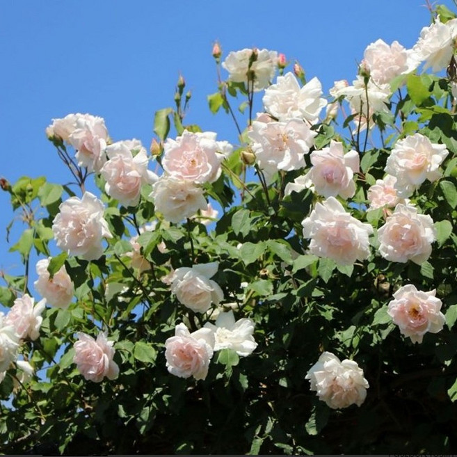 장미 화이트 뉴돈 19cm화분 장미묘목 미니장미 찔레장미