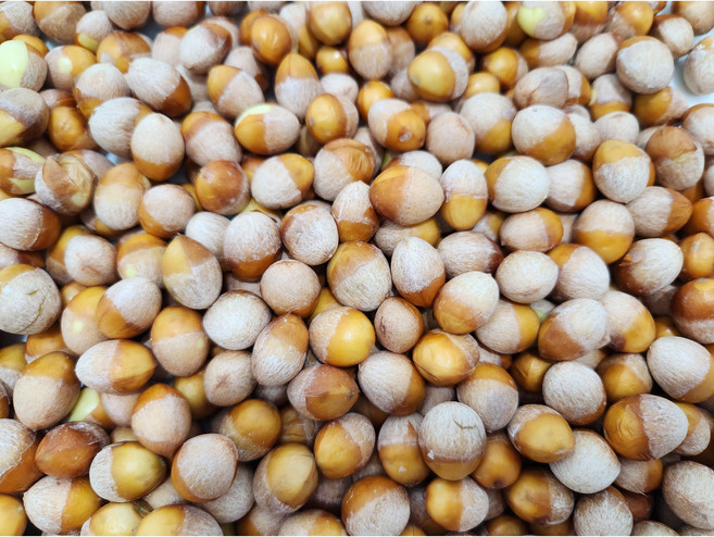 토종 재래종 깐은행 1kg, 1개