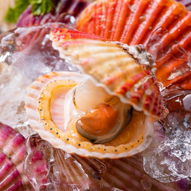 [당일채취] 국내산 제철 홍가리비, 1개, 3kg(60-66미내외)