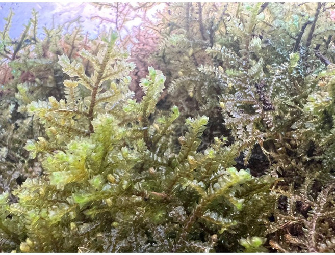 水草苔蘚 盆栽植物裝飾 水族箱造景, 1個