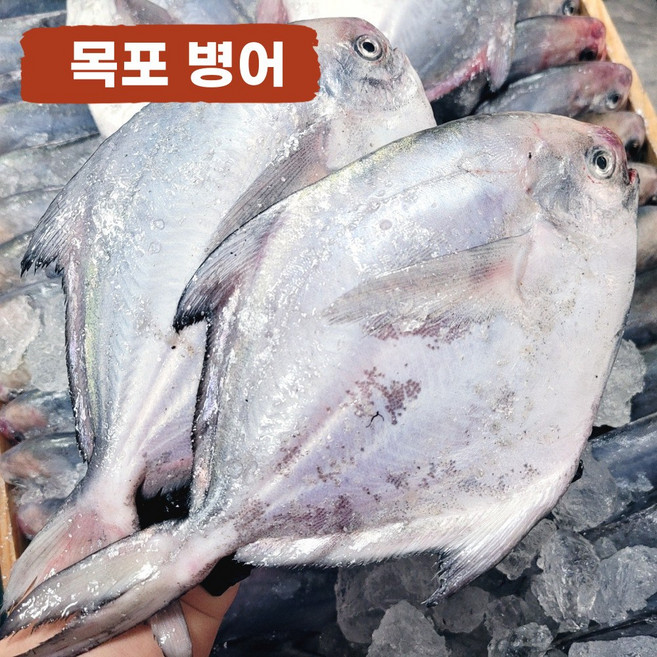 목포 맛있는 국산 병어 당일조업 산지직송 4~5미, 횟감용, 1개, 1kg(4~5미/크기혼합)