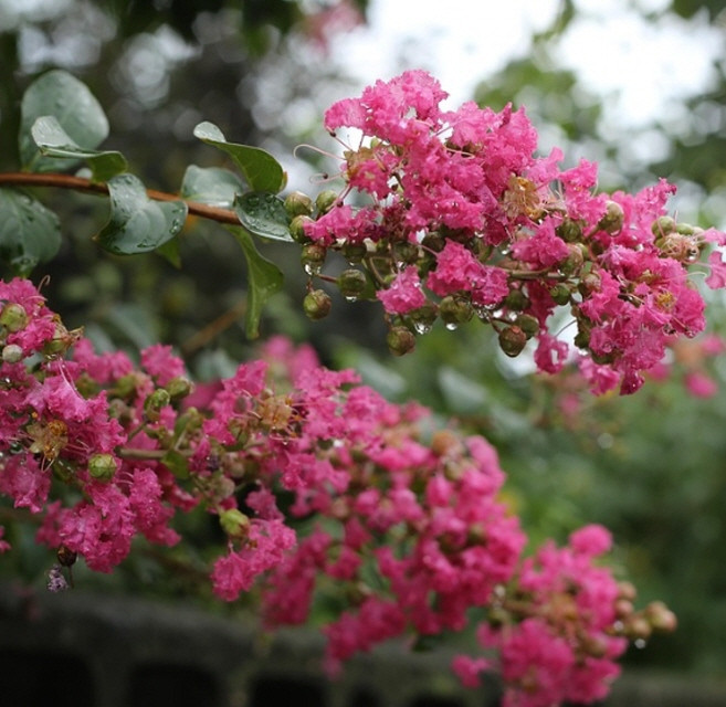 백일홍나무묘목 배롱나무묘목 다이너마이트 2년생 추위에강한 신품종 유실수 약용수 조경수(TB)