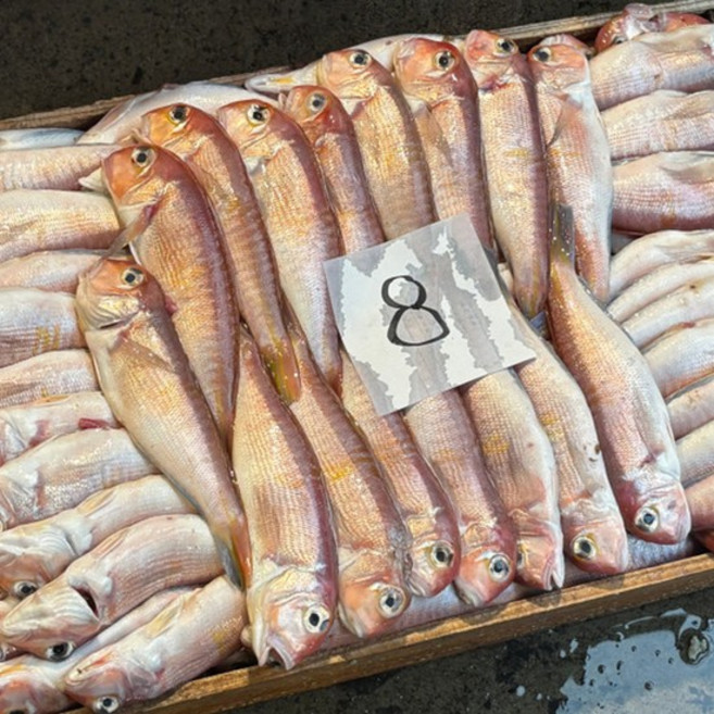 제주도 완벽 손질 통옥돔 9미, 없음