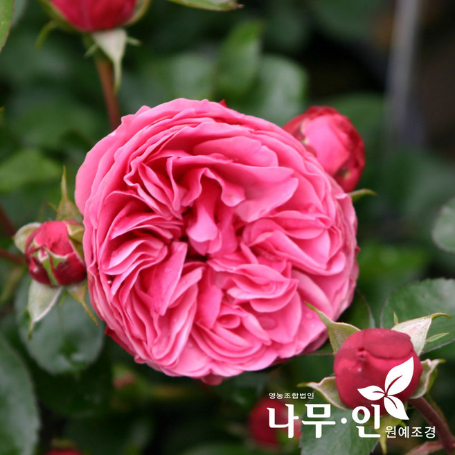 [나무인] 사계덩굴장미 줄장미 다빈치(분홍)