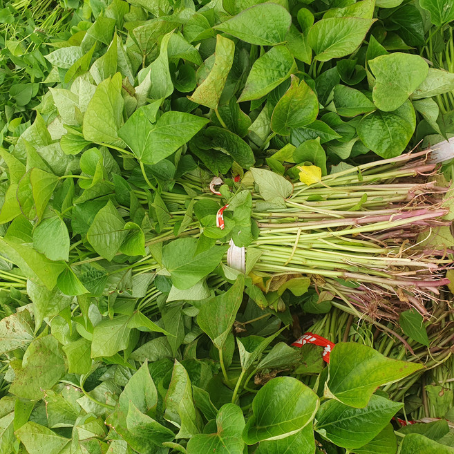 [26년모종] 2달한정 튼실한 호풍미고구마 고구마순, 1박스, 3kg
