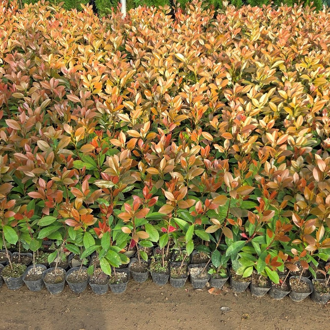 [모든원예조경] 홍가시나무 묘목 (키30cm전후) 레드로빈 포트묘 잎이이쁜 울타리조경 관상수, 1개