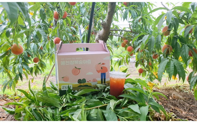 100% 복숭아를 갈아만든 황도복숭아 백도복숭아즙 100ml 50포 임산부선물 어린이간식, 황도복숭아즙 100ml 50포, 1개