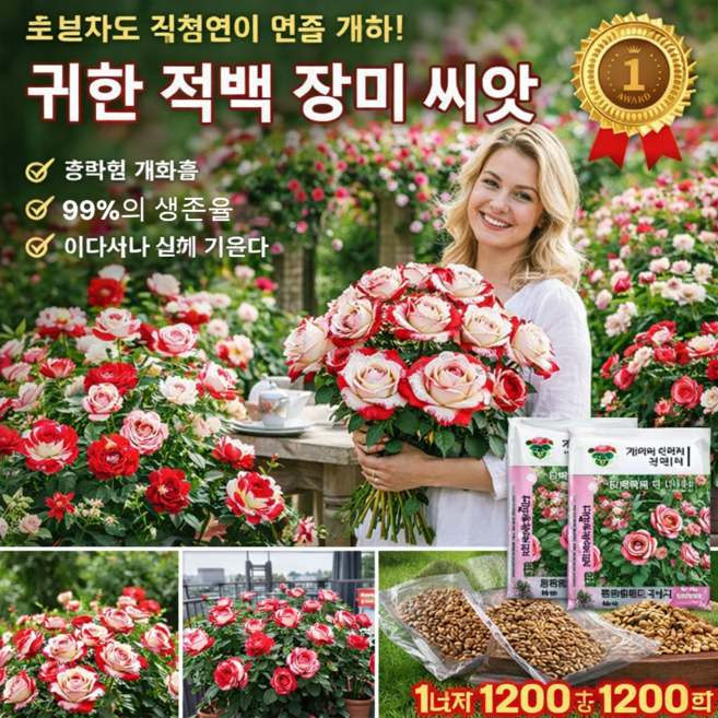 희귀한 적백 장미 씨앗 오색장미씨 희귀 밀짚모자씨 오색사슴단백장미씨 자매꽃 변종 장미씨, 100정, 루비 시암 포멜로*2