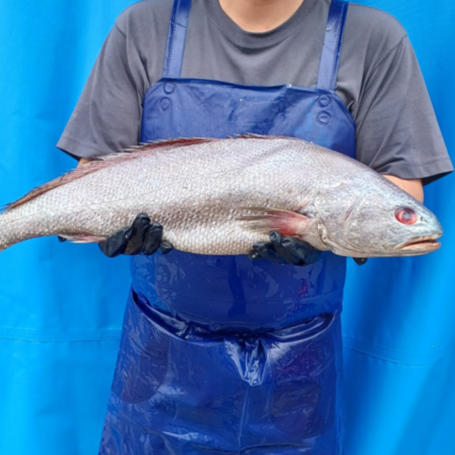 국내산 제수용 손질 민어 50cm 지리탕, 1개, 1.3kg