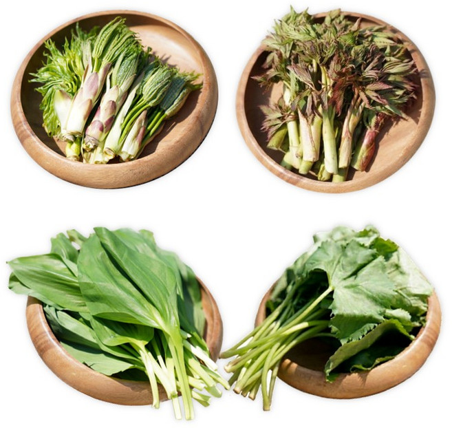 [산나물 판매왕] 신선한 강원도 산나물 모듬 4종 엄나무순 명이나물 곤달비 눈개승마 1kg 봄 제철, 1개