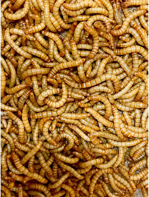 직접 키운 유기농 채소만 먹인 살아있는 밀웜(고소애), 중 100마리, 1개