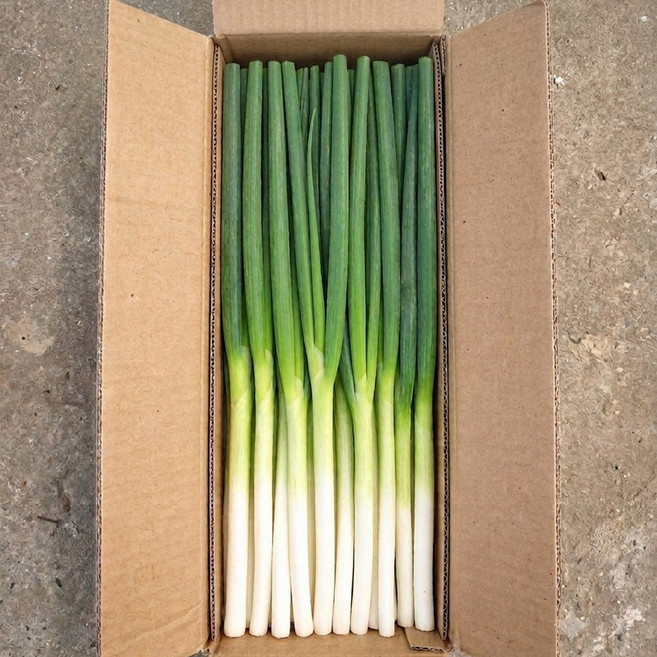 울팜 수입대파 중국산 손질 대파 깐대파 대용량, 1개, 10kg
