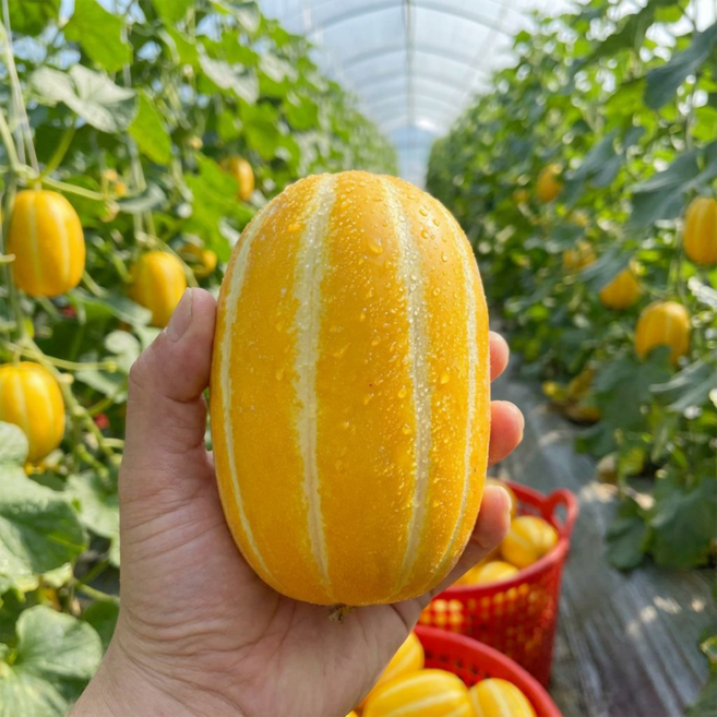 [당일수확] 성주 참외 산지직송 18브릭스, 1박스, 2kg