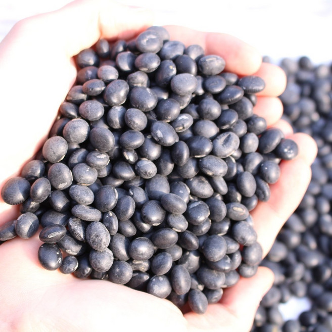 황가네 검은콩형제, 1박스, 약콩(서목태)1k