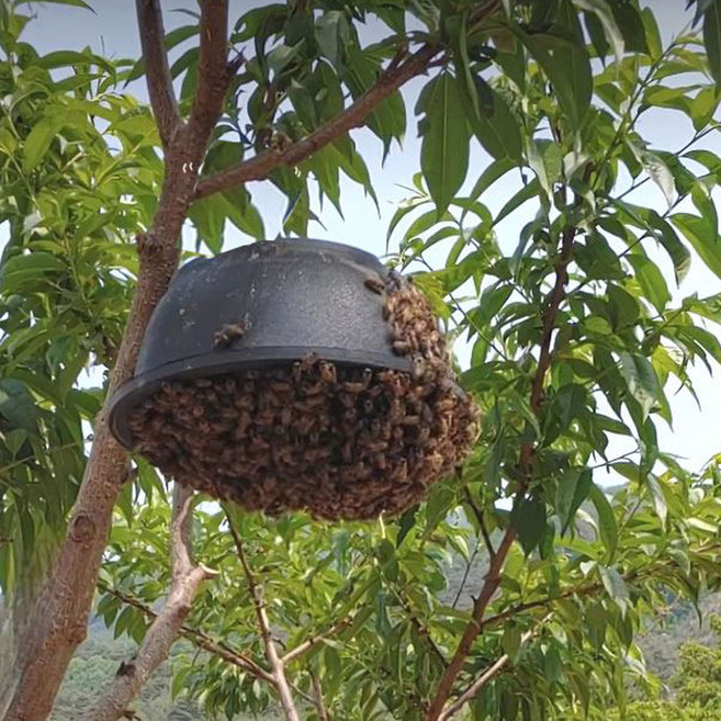 원형 유인 봉상 분봉용 유인봉상 굴피나무 유인봉상 (양봉 토종), 1개