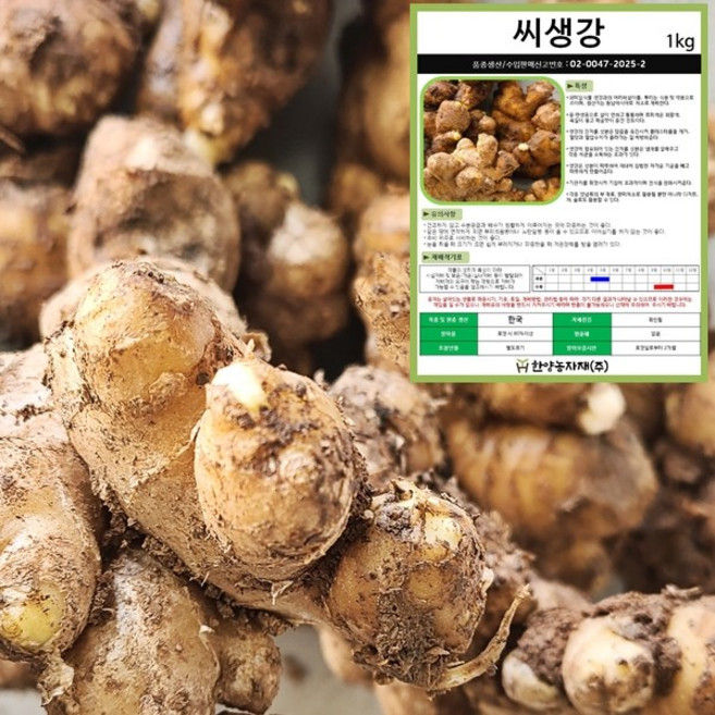 씨종자-씨생강 촉틔운 싹틔운 10kg 20kg국산생강 서산생강 종자 씨앗, 1개