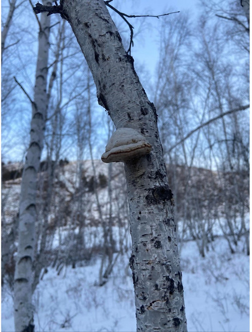 자연산 자작나무 말굽버섯 건조 절편 차 청정지역 해발2000m 대용량, 1개, 1kg