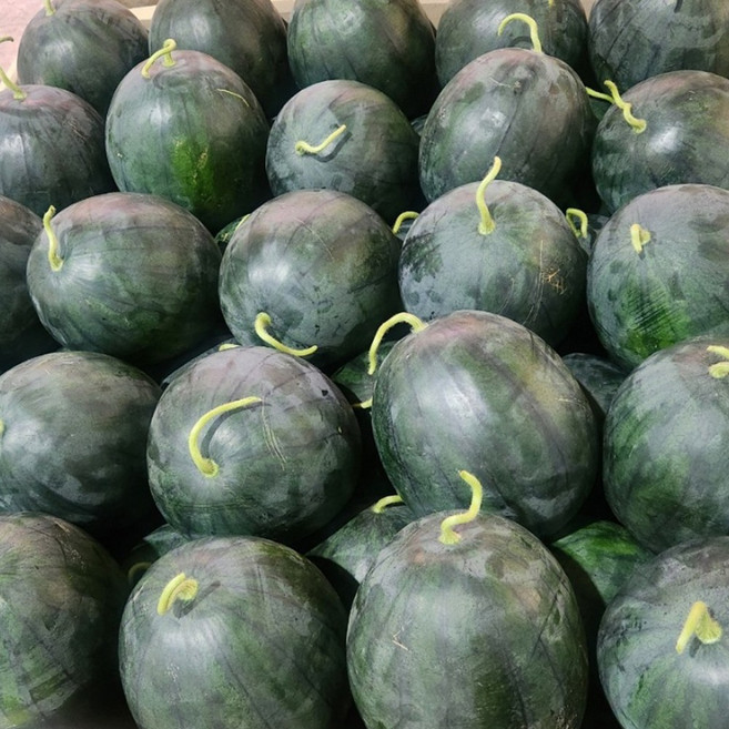 금메달농수산 자체선별 고당도 흑수박, 1개, 7kg 이내