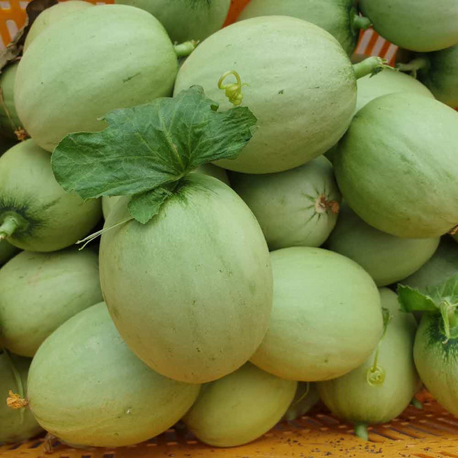 장아찌용메론 아기멜론 장아찌메론 2025년마지막주문받아요, 1개, 5kg