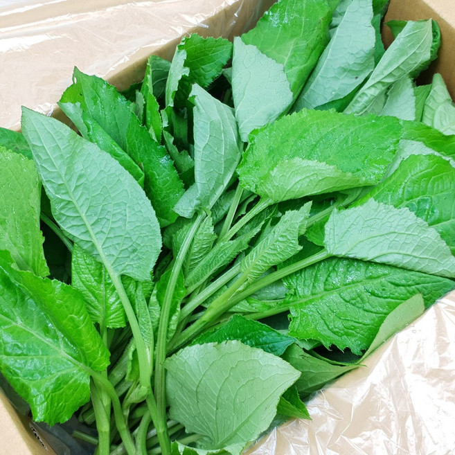 [햇살농원] 강원 정선 생 곤드레 나물 2kg 곰취 나물 2kg 선택구매 / 당일수확 산지직송, 곤드레나물