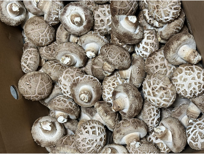 [대용량] 머쉬킹 표고버섯 국내산 산지직송 식당용, 1개, 중품 (동고 / 가성비) 8kg