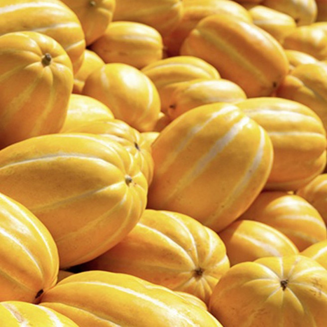 성주참외5kg 참외 꿀참외 워터멜론 ckadhl, 1개, 상세페이지 참조