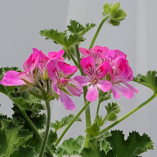 라망가든 라임 제라늄 소형 구문초향 모기퇴치 꽃모종, 1개