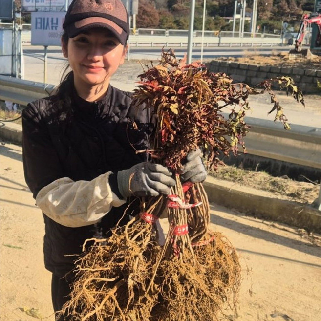 마가목나무 묘목 2년생 1년생 묘목, 1개