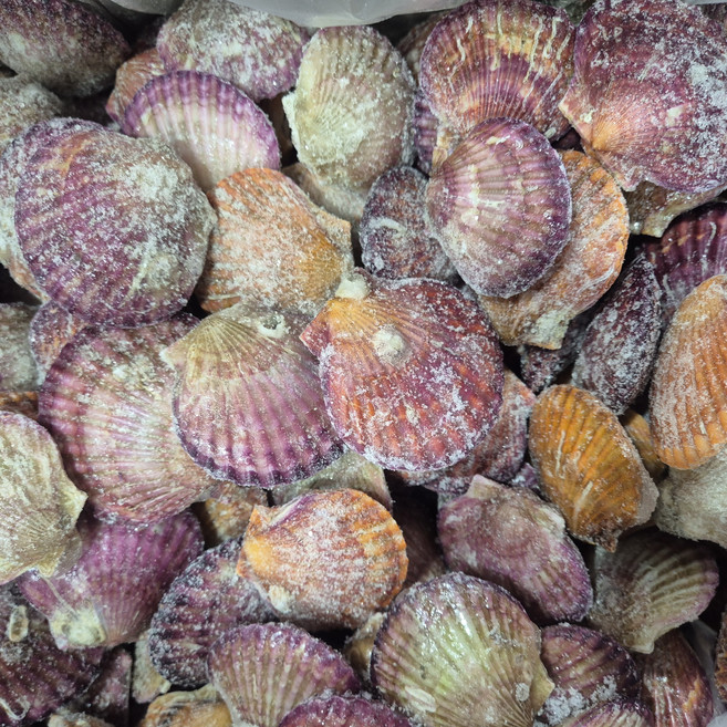 국내산 냉동 홍가리비 2kg, 1개