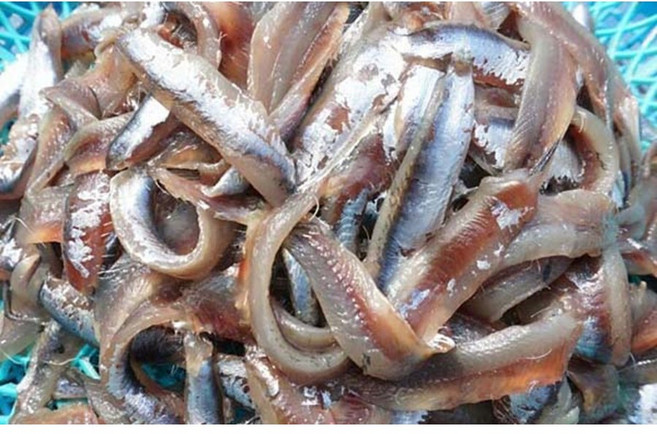 기장생멸치 손질 멸치횟감 회무침용, 1개, 1kg